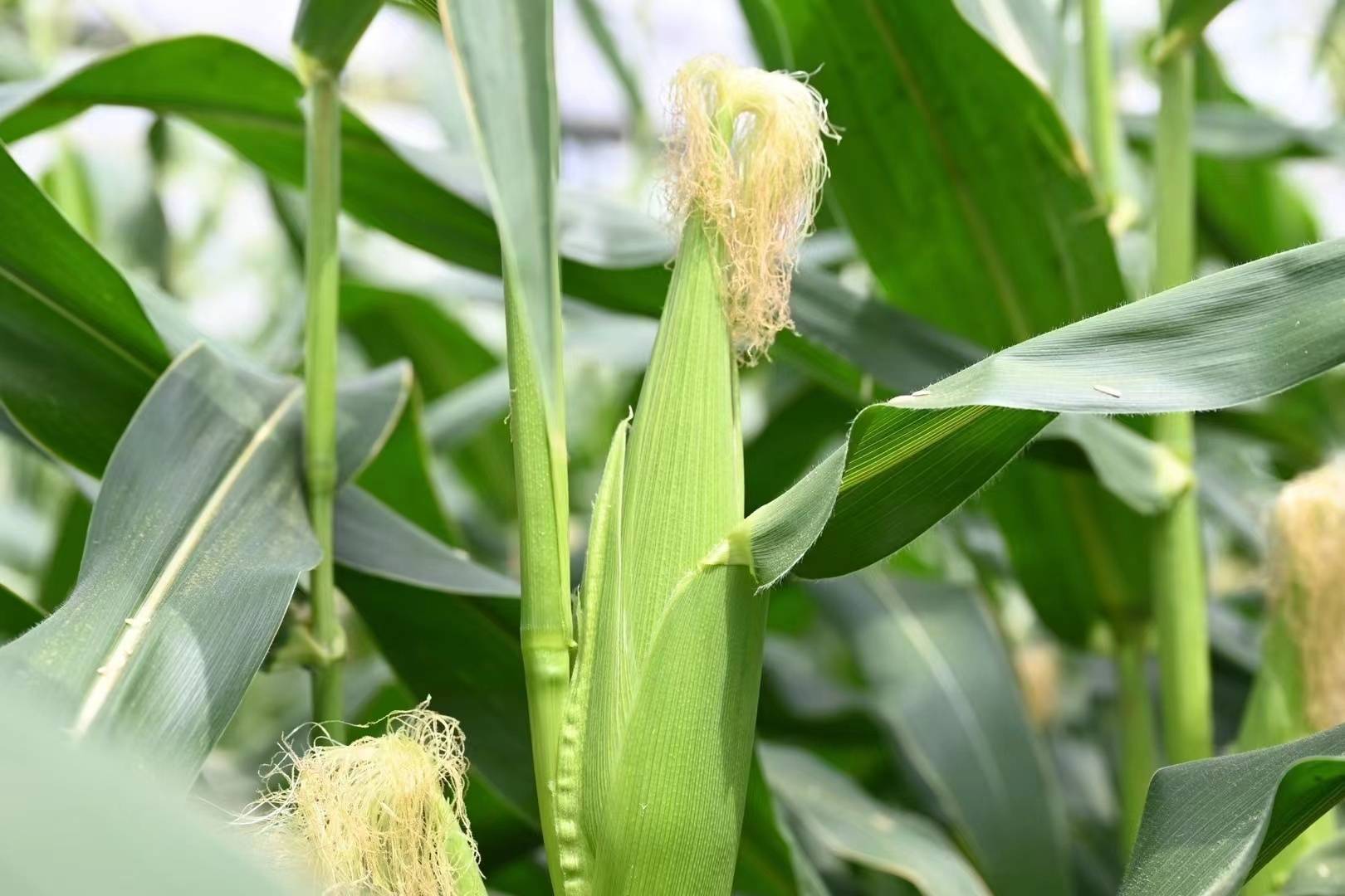 常熟碧溪:瓜果飘香 甜蜜上新