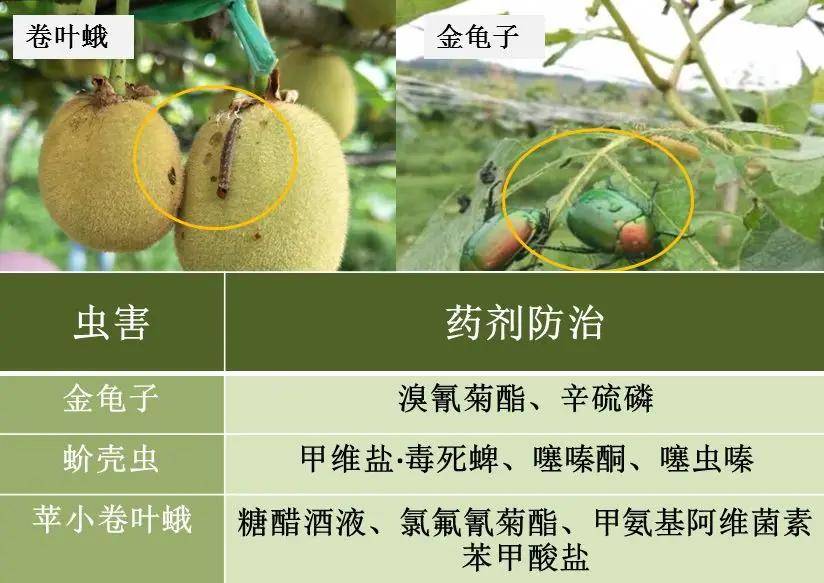 膨果期的猕猴桃到底该如何管理?