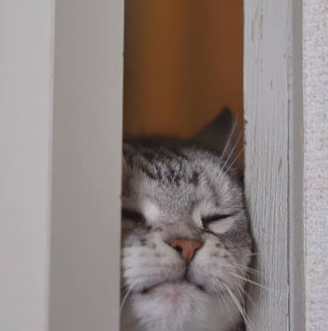 猫咪夹缝中求美食,脸都挤扁了,猫咪:又背着我吃什么好吃的?