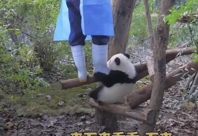 另外还有一只熊猫宝宝正站在奶妈的脚边,疯狂抱大腿撒娇,却无