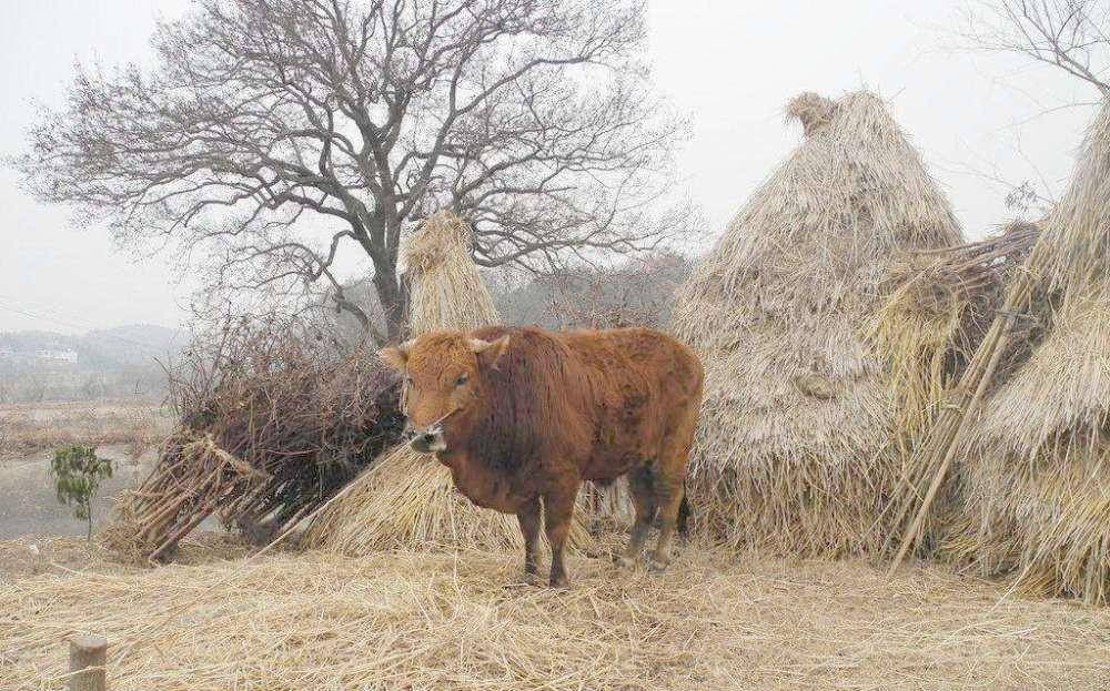 农夫报案牛舌头被人割了,包拯:把牛杀了把肉卖掉,小偷会自首
