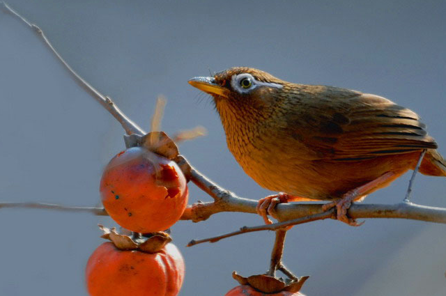饲养画眉鸟的五个精髓!