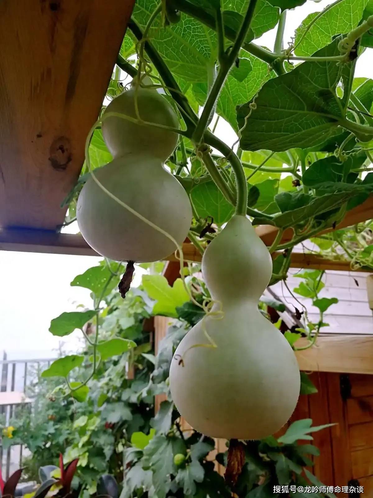 8,葫芦:多籽.在风水学中,葫芦是可以驱邪的植物,也有多子多福的含义.