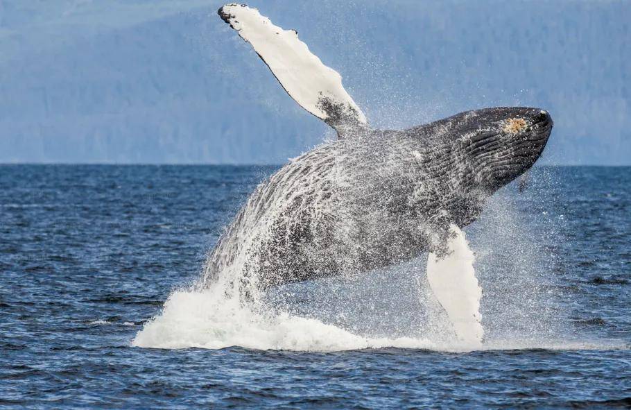 明丽初夏,来斯里兰卡感受"鲸"奇之旅_鲸鱼_图片_来源
