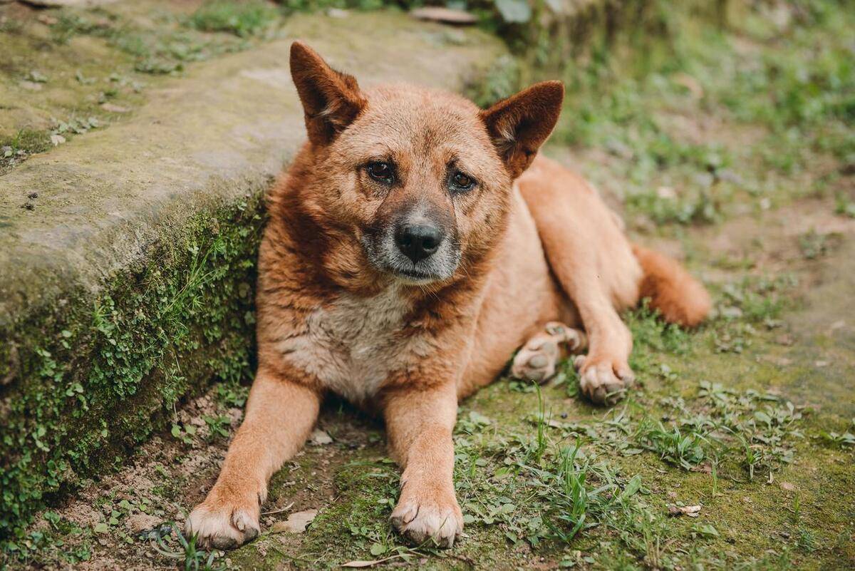 同样是养狗,为何农村却很少发生恶犬伤人呢?三个原因