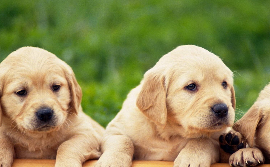 学会这五个训狗要诀 你也可以收获一只听话贴心的好狗狗！