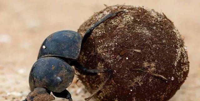 埃及法老戒指上为什么会有蜣螂图案呢?