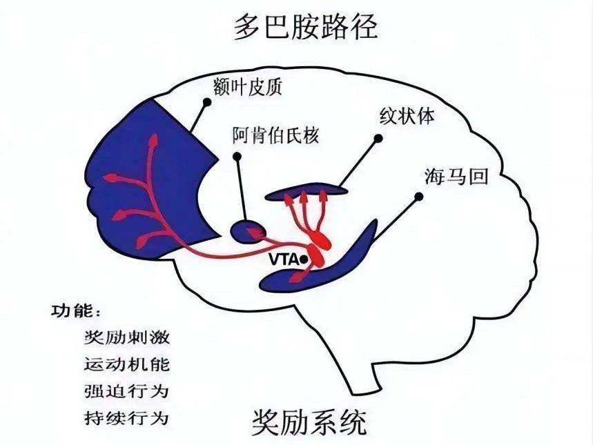 多动症孩子的大脑里,多巴胺都做了什么?