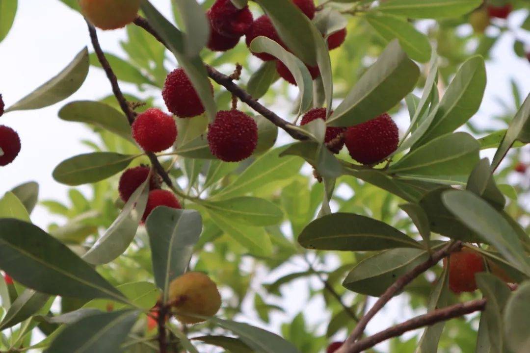 丰富沥江生态园内的果树种类,生态园从2016年开始引种杨梅,随着杨梅