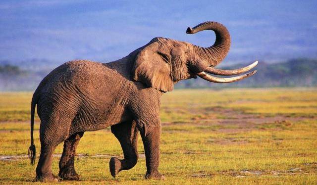 此人担任森林巡逻员60年,猎杀大象超过五千头,却是官方授权任务