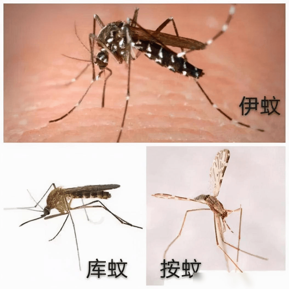 如果将它们灭绝会有什么严重的后果?
