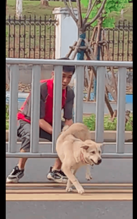 狗狗横穿马路被卡在栏杆上 善良小哥主动上前帮忙 救了它一命！