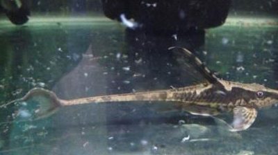 常见的鲶科的观赏鱼2:熊猫鼠,小精灵,印第安鼠,直升机