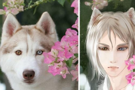 或许……你见过拟人化的宠物吗?网友:要被这样的哈士奇帅哭了!