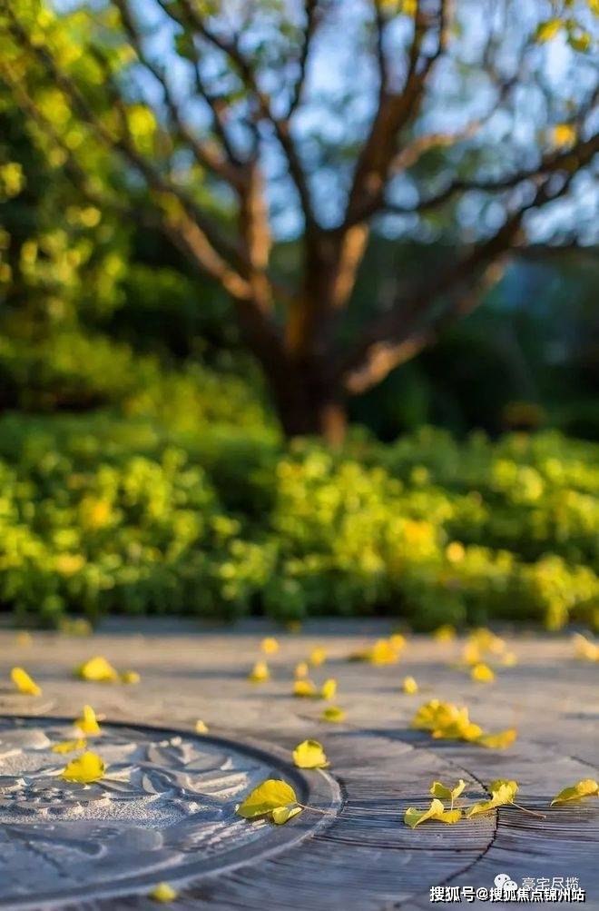 壁纸 花 桌面 660_1003 竖版 竖屏 手机