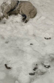 一点都不怕冷 哈士奇躺在雪地里打盹儿 狗 梦回西伯利亚……