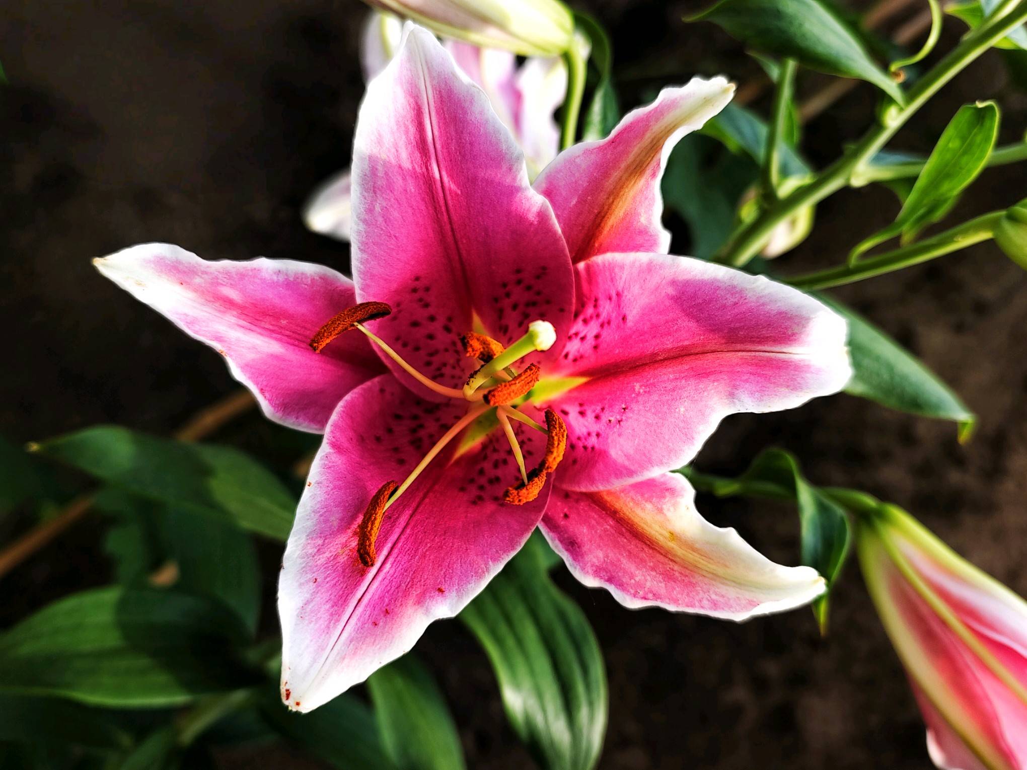 百合花开百年好合