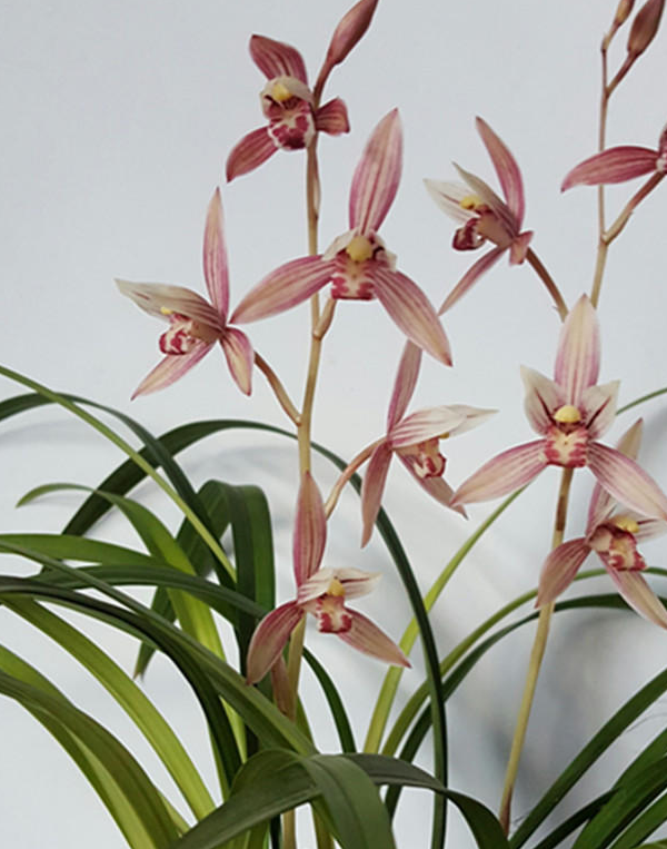 养兰花,浇水掌握"火候",一株开多头