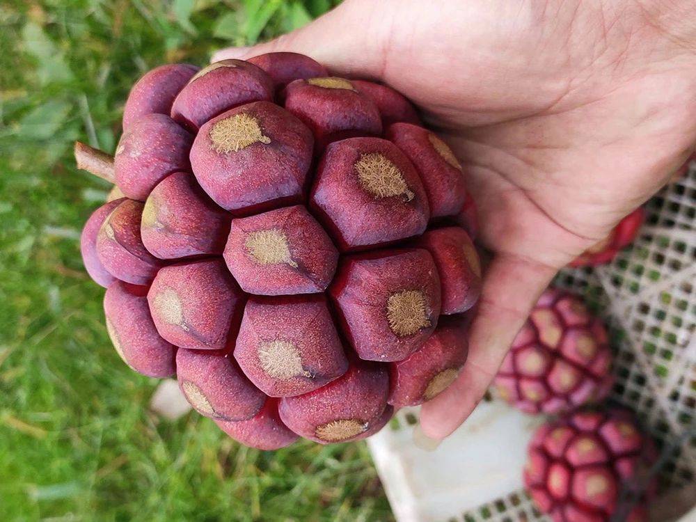 或许是"最坑"的野果,号称亩产值8万,农民种了却卖不掉,谁种谁亏!