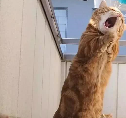 原来茶太郎有还有一个妹妹,妹妹叫做kinako,别看kinako一副呆萌的