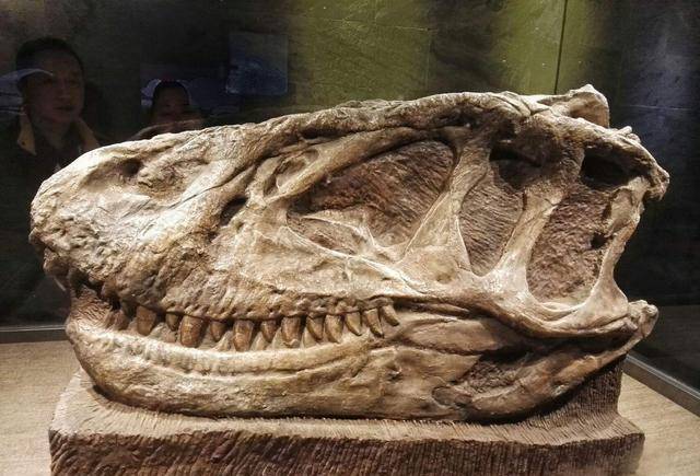 暴龙化石头部发现子弹孔,谁在6500万年前开了一枪?至今迷雾重重