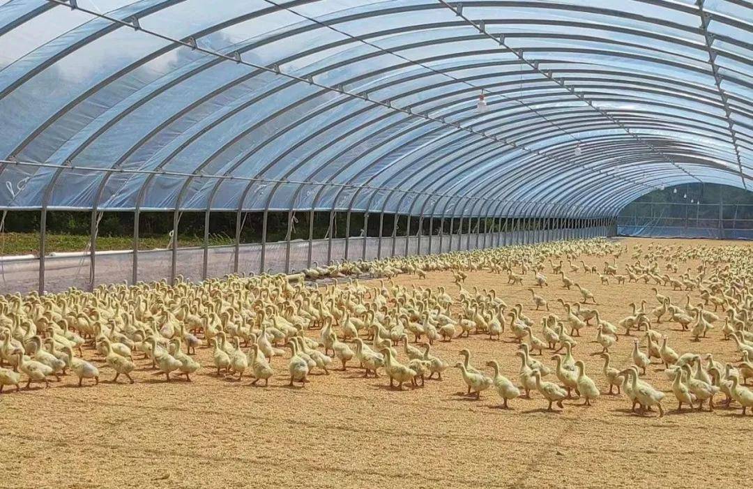 舒兰市"放山白鹅"创新林下养鹅模式_养殖_发展_金马镇
