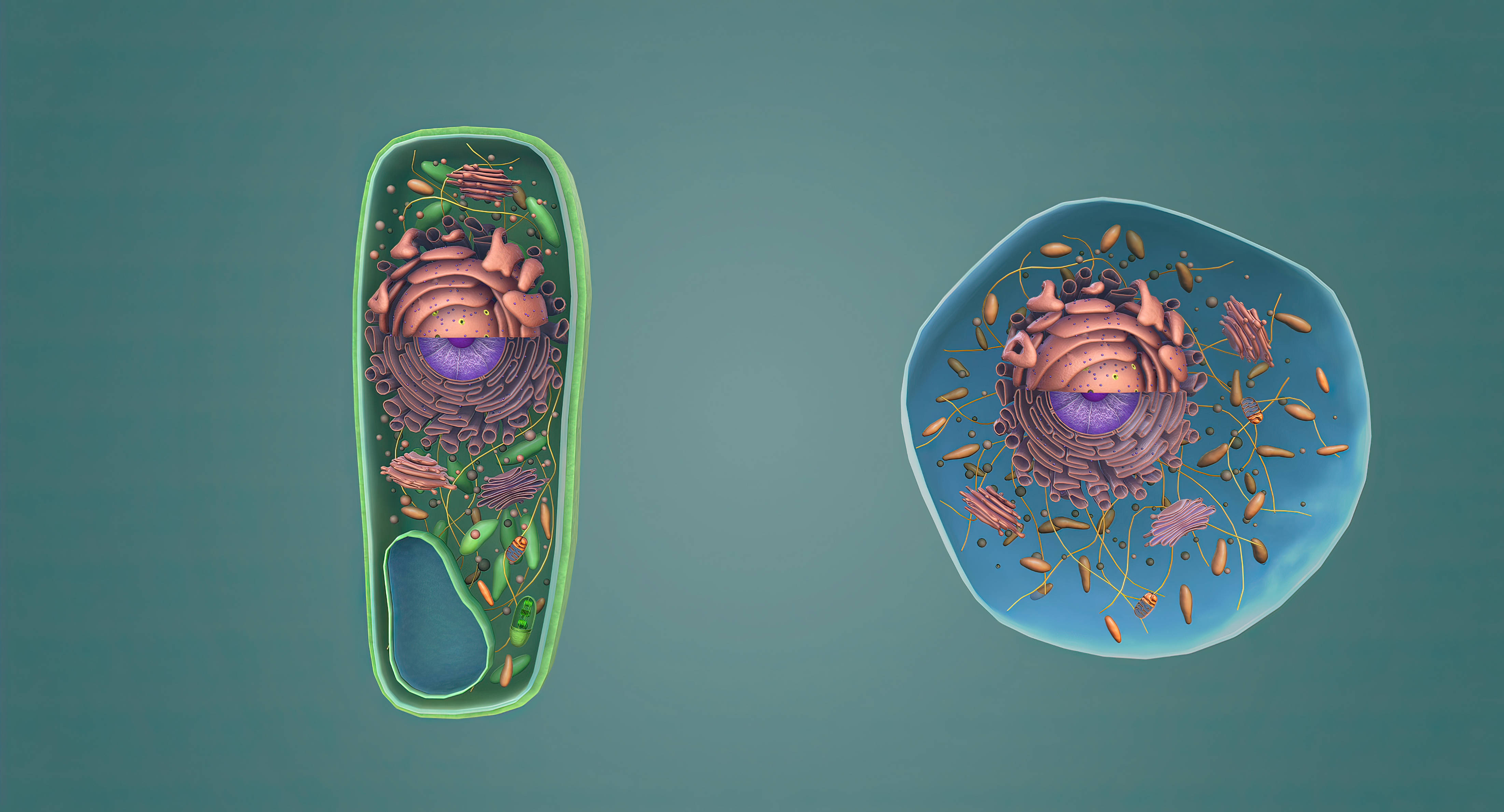 在生命的大舞台上,所有复杂的生物体都由真核细胞构成,它