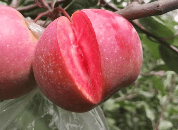 这种水果的果肉是红色的,长得像苹果,价格却是苹果的四倍