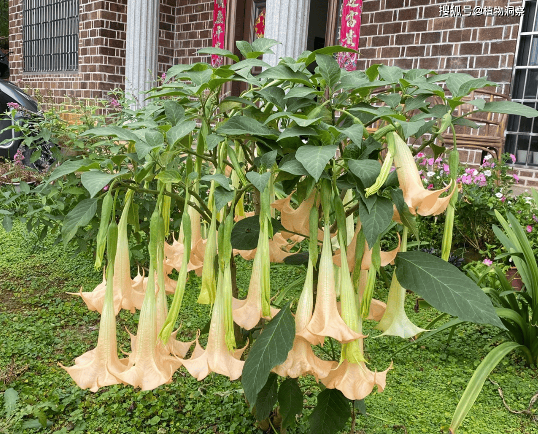 这植物俗称"曼陀罗",古代麻醉散,蒙汗药主要原材料,遇到小心!