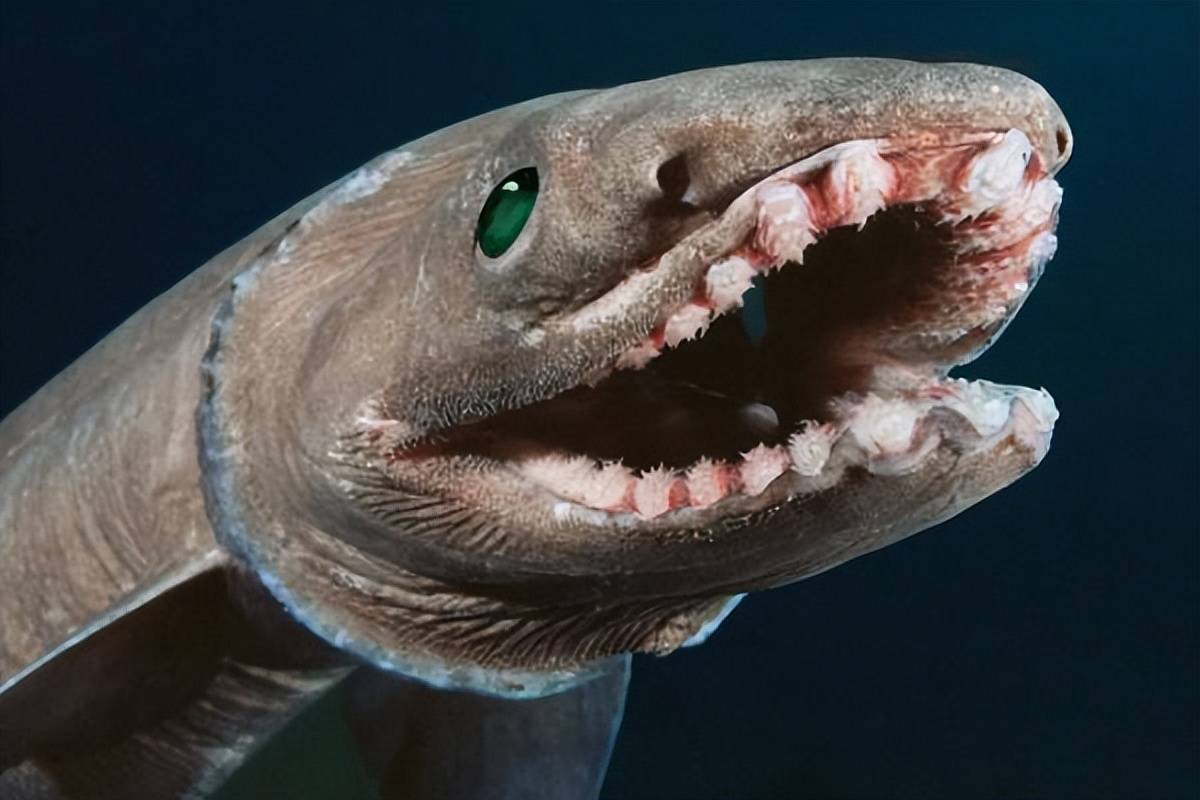 皱鳃鲨:被生物学家视为活化石,在白垩纪的海洋中就有它的身影