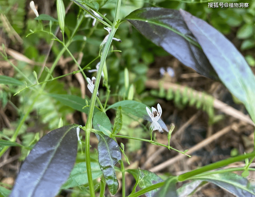 原创这植物味道极苦俗称穿心莲野外遇到别错过煮水泡茶有妙用