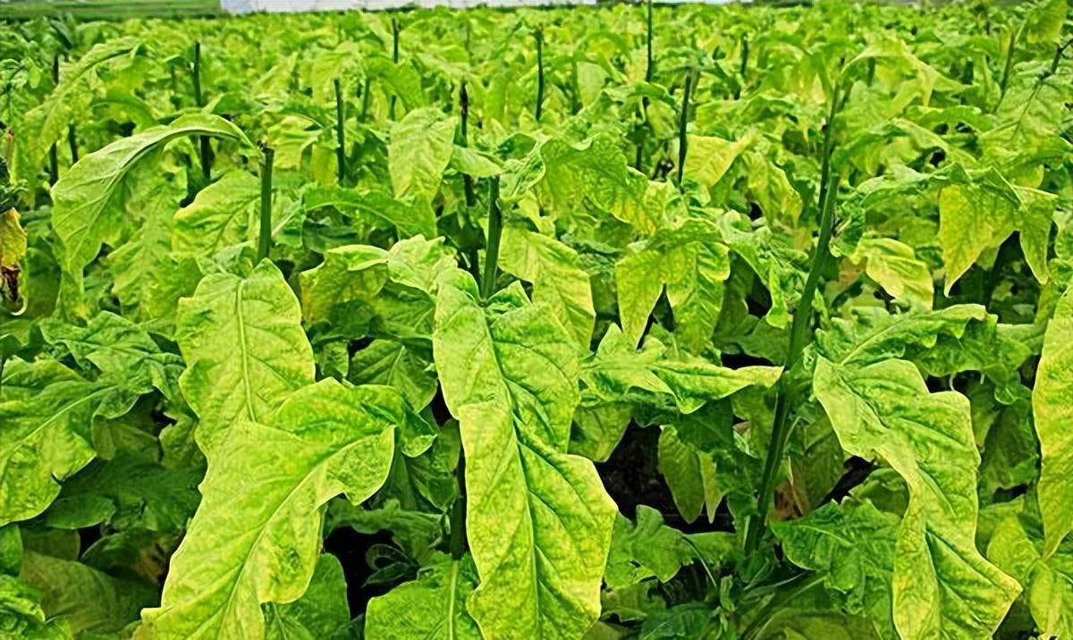 先抵制后接受:从国王对烟草态度的改变,看烟草对英国财政的支配