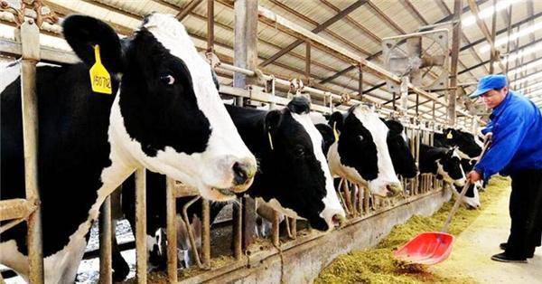 为啥要在奶牛身上挖个洞,还经常用手去掏?难道它们都不会痛吗?