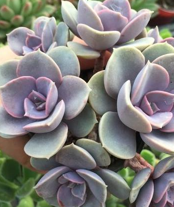 5种"萌宠"多肉,夏季不休眠,好看又好养,你家有吗?