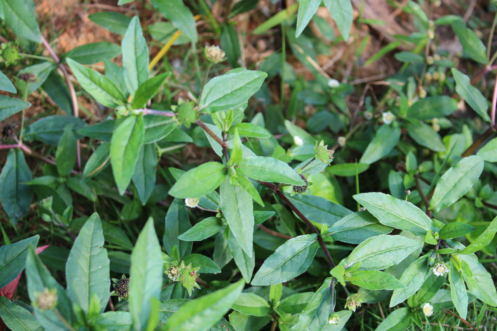 席麻野菜图片