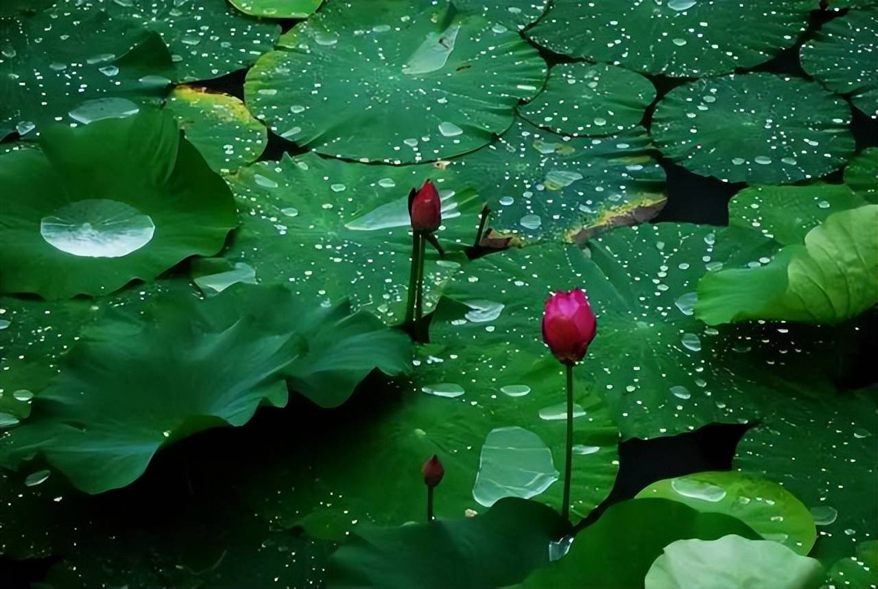 荷叶_西湖_水银