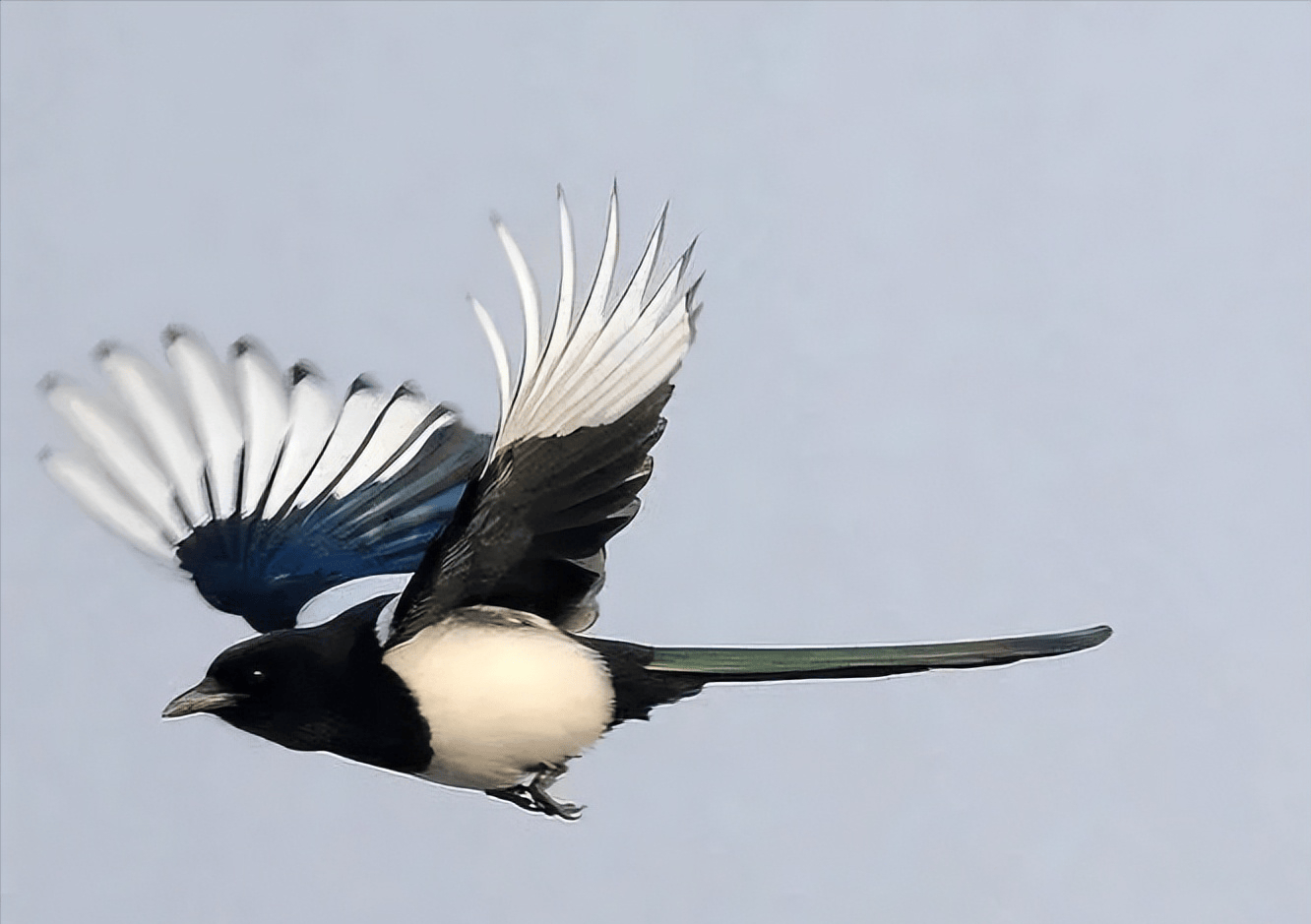 喜鹊的体型相对较大,体长通常在45-60厘米之间.