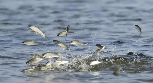 河南一水库上万斤鱼跳出水面?长江现鱼涌江岸罕见奇观?