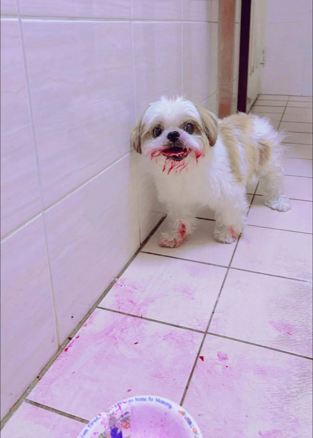 西施犬满嘴鲜红以为命案现场主人崩溃来不及阻止