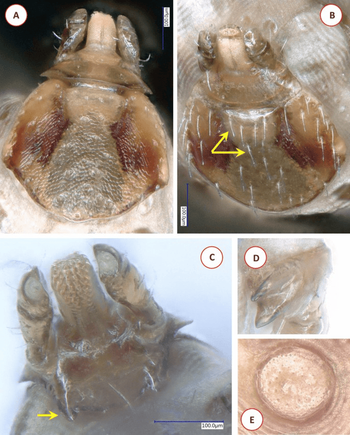 鸟类身上的蜱虫世界:新宿主关系浮出水面