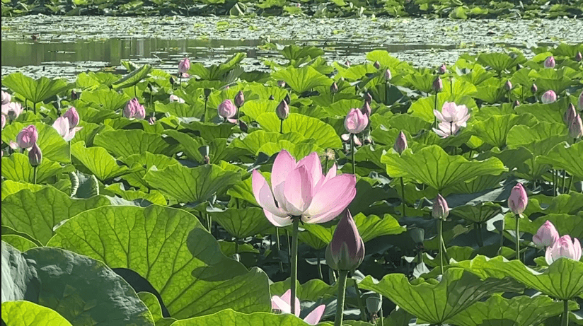 "荷"你相约!哈尔滨多处公园荷花盛放