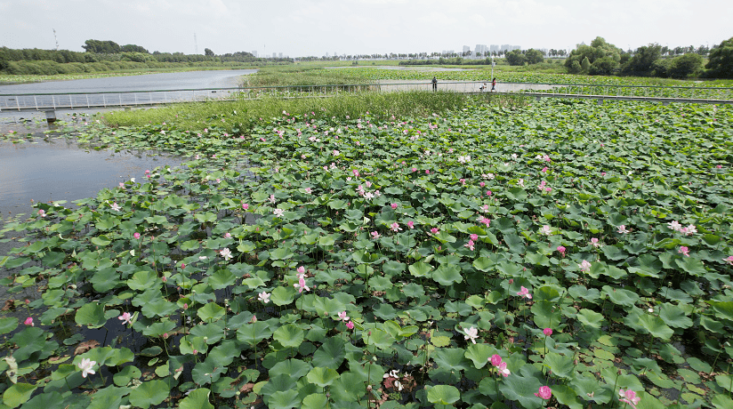 "荷"你相约!哈尔滨多处公园荷花盛放