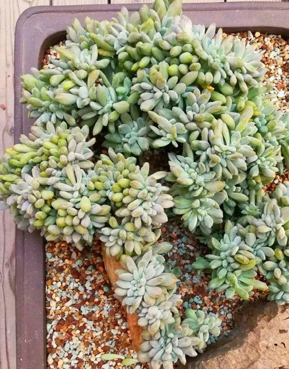 其他花也会缀化,像百合,月季,蒲公英等,甚至连菠萝都能缀化,说不定你