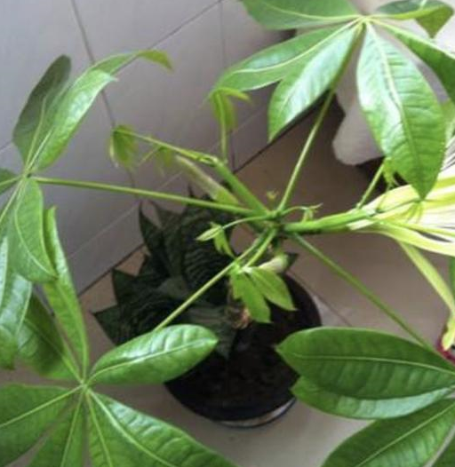 发财树很简单,1个月喂"5粒黄豆",叶片茂盛,开出花朵_开花_花盆里_植物