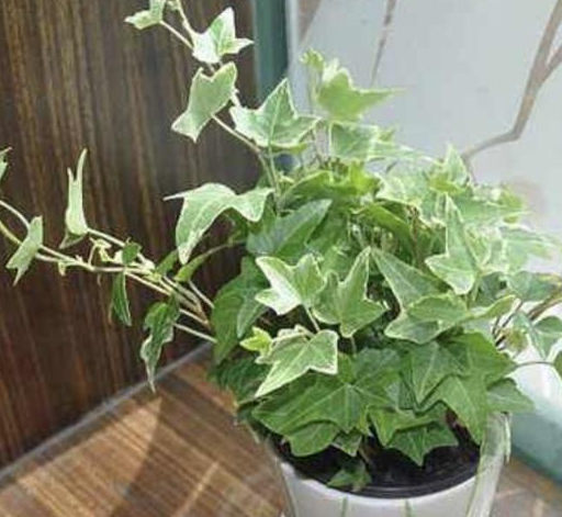 "吸毒气"的6种花,夏天养家里,吸掉一部分"甲醛",养10盆!