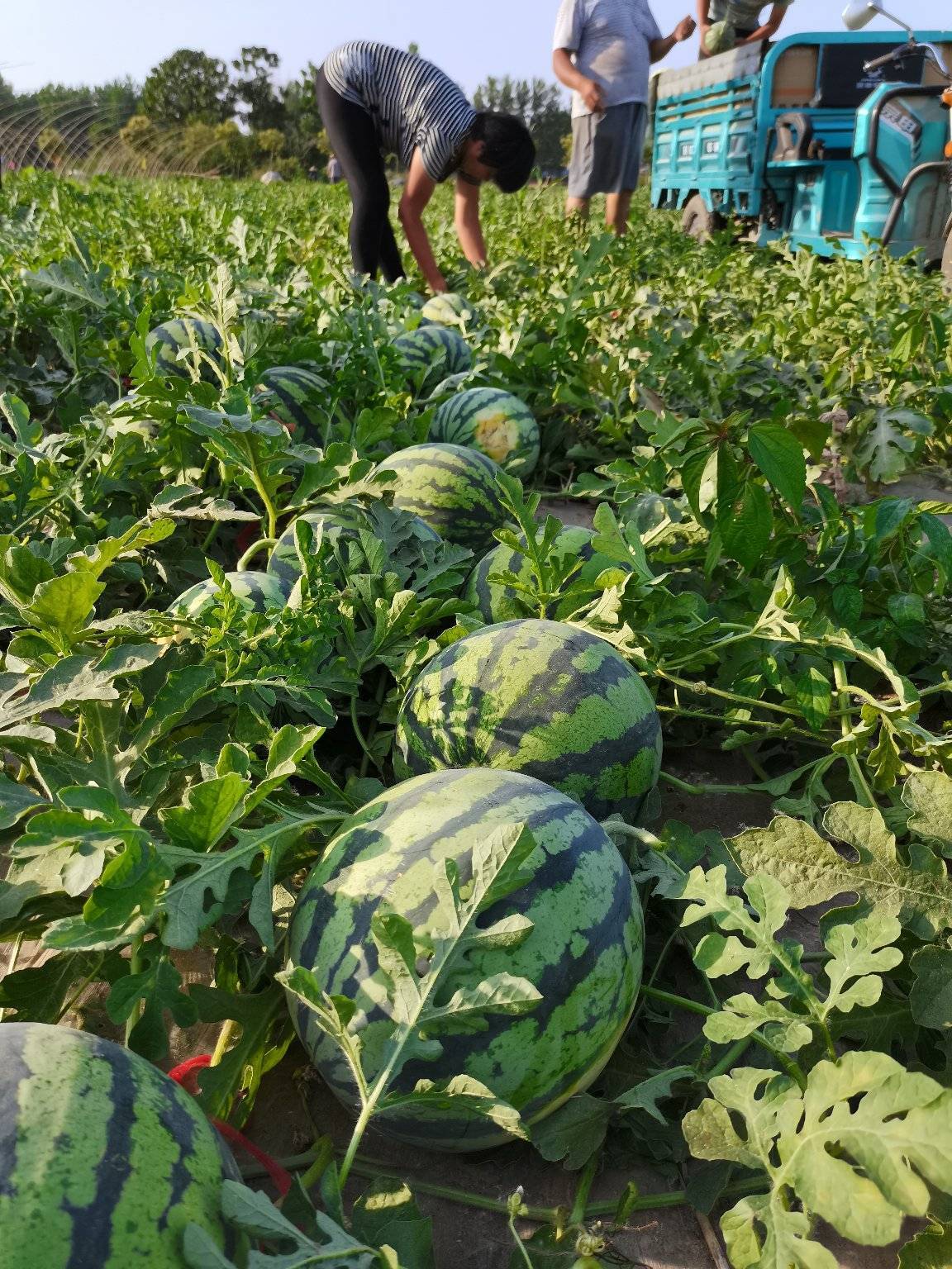 美都西瓜品种怎么样