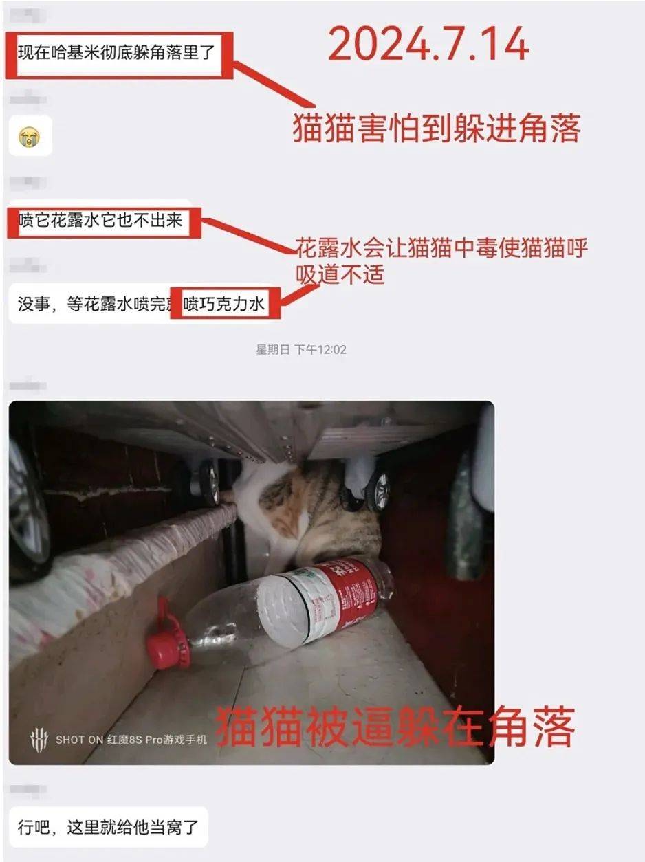 大学生虐猫事件再发,批评教育就够了吗?