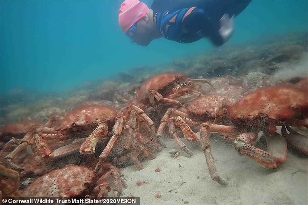 澳洲浅水区惊现数以万计蜘蛛蟹