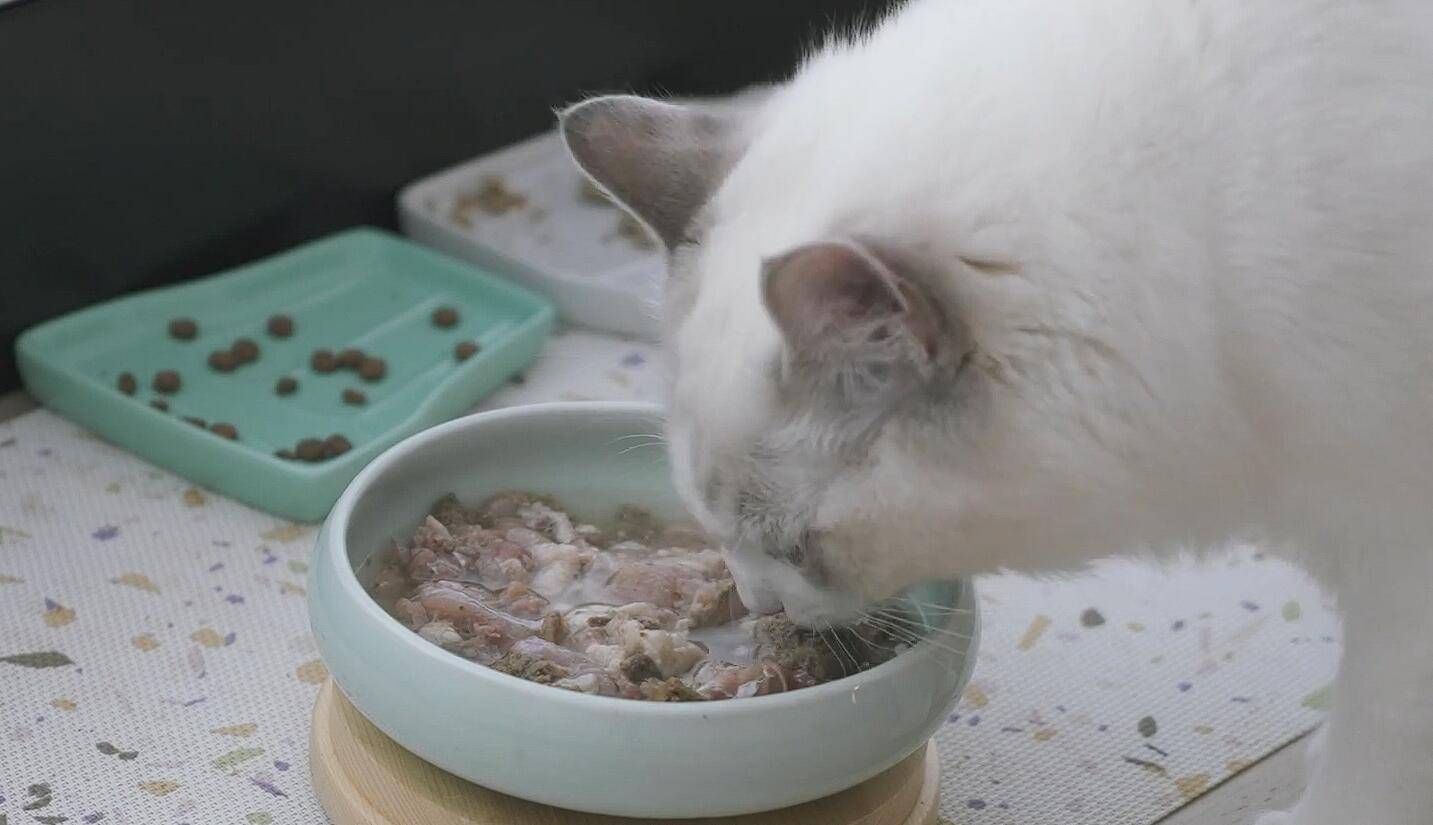 布偶猫的美食探秘 哪款猫粮才是它们的心头好