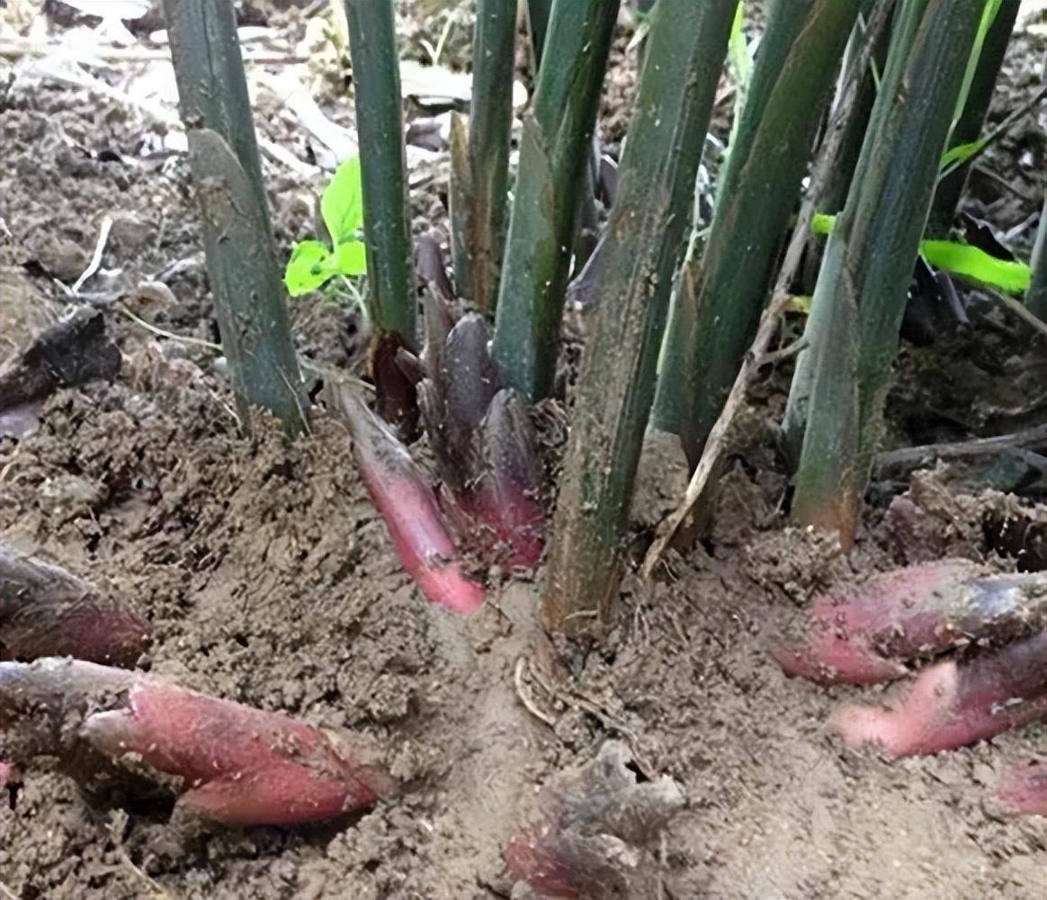 这种野草农村人拿来喂猪,日本人却称为"亚洲人参",你吃过吗?